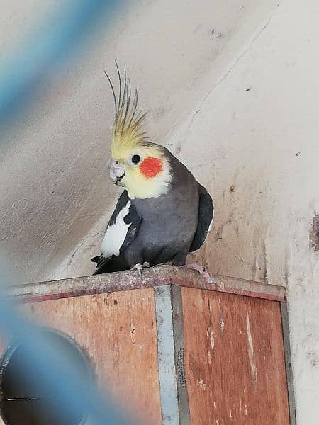 Exhibition Cockatiel Breeder Pair 3