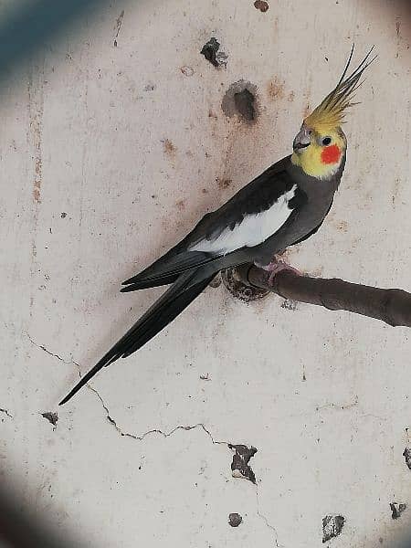 Exhibition Cockatiel Breeder Pair 4