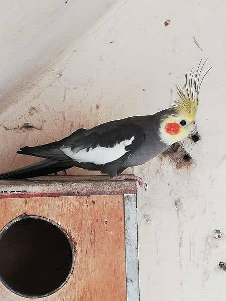 Exhibition Cockatiel Breeder Pair 5