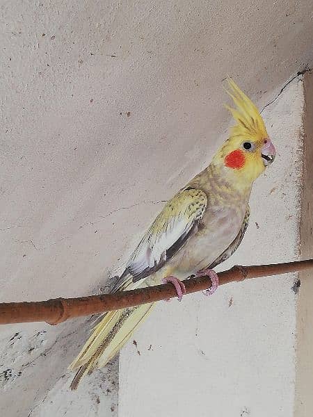 Exhibition Cockatiel Breeder Pair 6