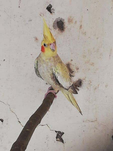 Exhibition Cockatiel Breeder Pair 7