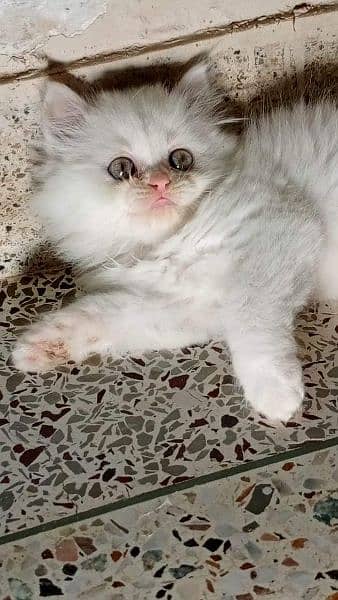 PERSIANS AND PREMIUM EXOTIC KITTENS/CATS 4