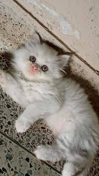 PERSIANS AND PREMIUM EXOTIC KITTENS/CATS 6