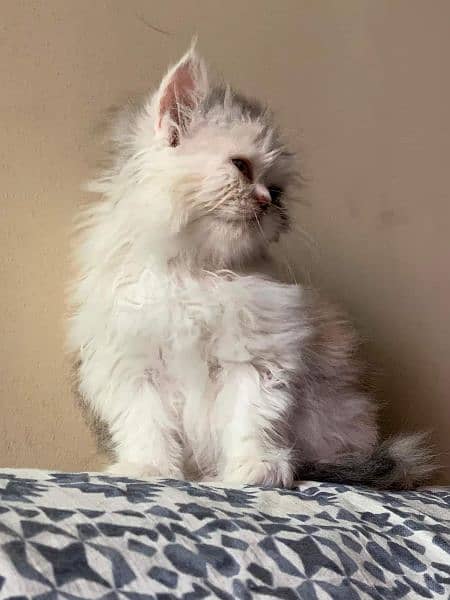 PERSIANS AND PREMIUM EXOTIC KITTENS/CATS 8