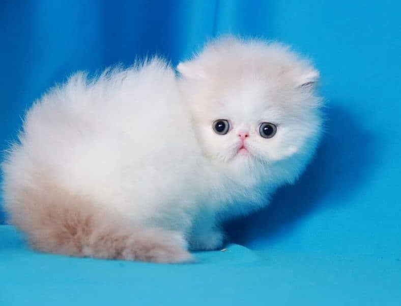 PERSIANS AND PREMIUM EXOTIC KITTENS/CATS 9