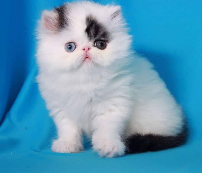 PERSIANS AND PREMIUM EXOTIC KITTENS/CATS 10