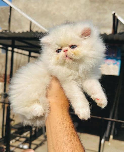 PERSIANS AND PREMIUM EXOTIC KITTENS/CATS 12