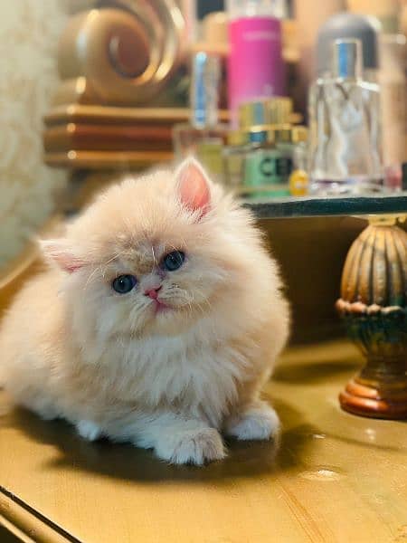 PERSIANS AND PREMIUM EXOTIC KITTENS/CATS 15