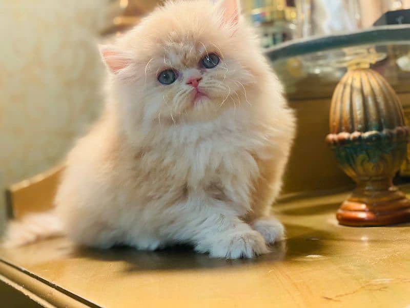 PERSIANS AND PREMIUM EXOTIC KITTENS/CATS 16