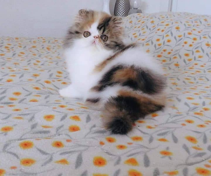 PERSIANS AND PREMIUM EXOTIC KITTENS/CATS 17