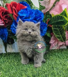 Punch Face Smoky Grey triple coated Persian kitten Male