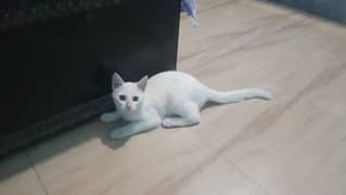 White Persian Kitten 2 months old dor Sale