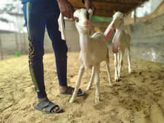 Gulabi 1 Bakri 6Dant 1 Bakra 8Months 1 Bakri 6 Months