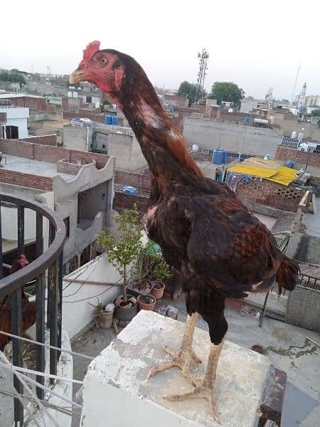 aseel murg 2