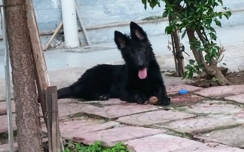 German Shepherd for sale 1