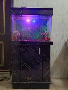 Aquarium Sale in Pakistan Free classifieds in Pakistan OLX Pakistan