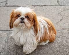 ShihTzu