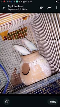 lovebird pair