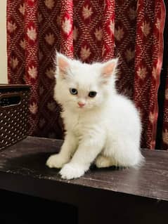 Persian Cats Available 03207679060 Whattsapp Contact me