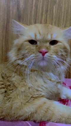 persian male cat……home friendly