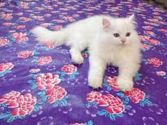 Persian Cats Available 03207679060 Whattsapp Contact me