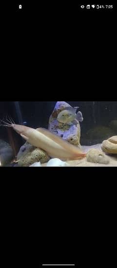 Albino big catfish for sale