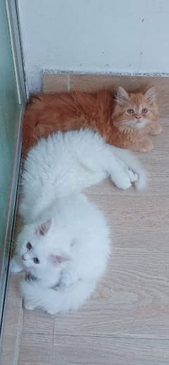 Persian Cats Available 03207679060 Whattsapp Contact me