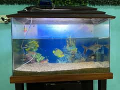 Aqurium for sell with sharks good condition