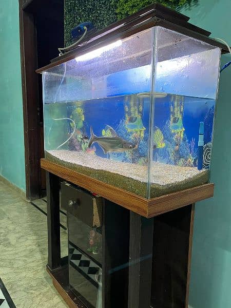 Aqurium for sell with sharks good condition 1