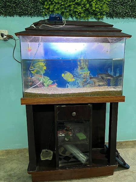 Aqurium for sell with sharks good condition 3