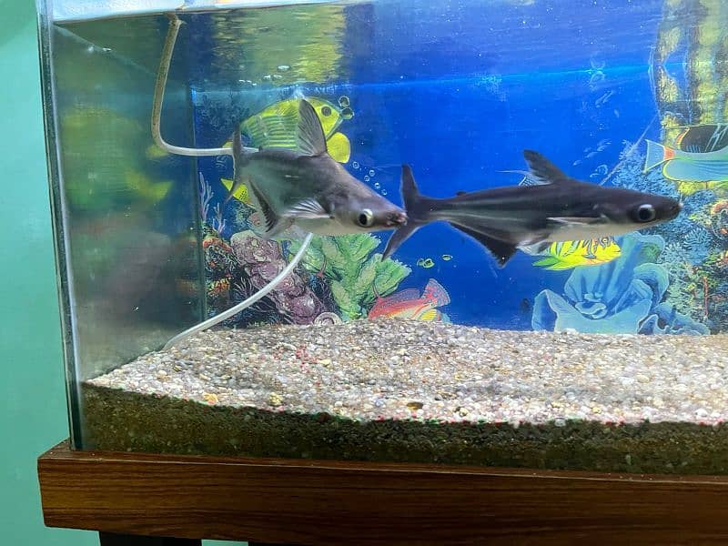 Aqurium for sell with sharks good condition 4