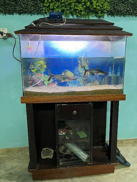 Aqurium for sell with sharks good condition 5