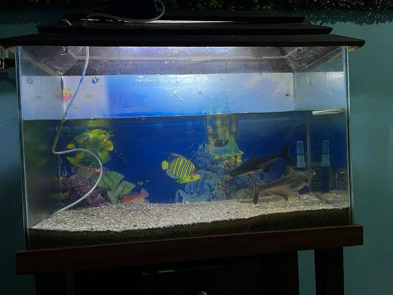 Aqurium for sell with sharks good condition 10