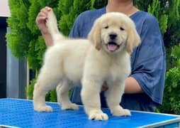 original American Golden retriever Importerd puppys available for sale