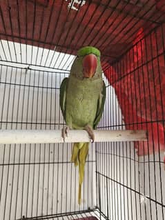 Kashmiri Parrot One year old