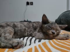 Pure British Short Hair Female Kitten