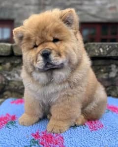 chow chow imported puppies available for sale