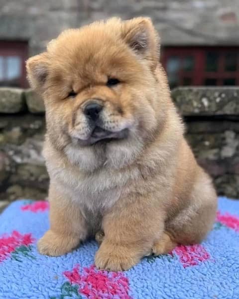 chow chow imported puppies available for sale 0