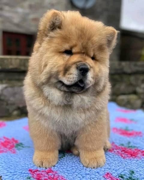 chow chow imported puppies available for sale 2