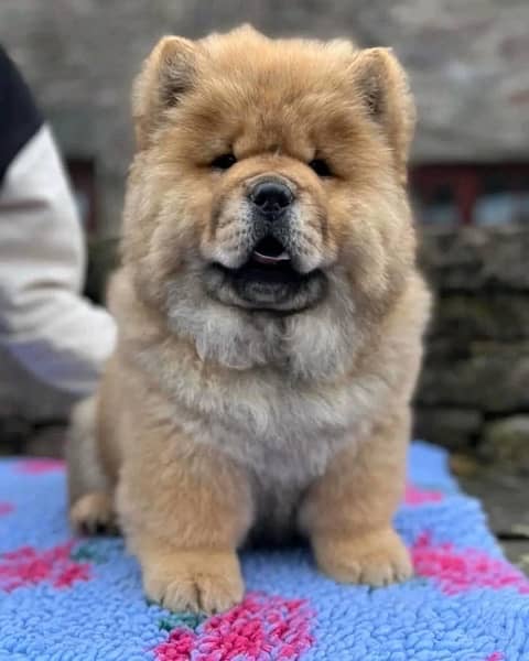 chow chow imported puppies available for sale 3