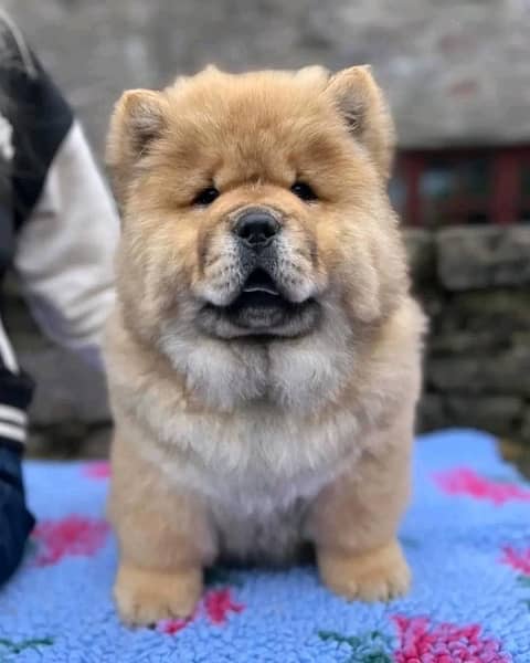 chow chow imported puppies available for sale 4