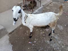 goats for sale