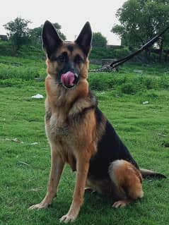 German shepherd stock coat breeder female