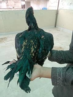 Aseel  high quality  bird