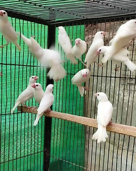 white Java ready to breed pairs for sale 0