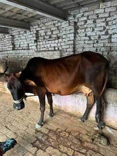 Desi Cross cow (khanger)