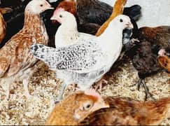 Golden|Misri|Pathi|female|Chicks|Desi egg laying hen| Murgi|chuzay