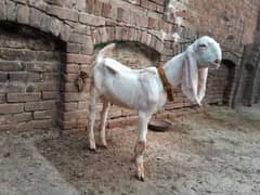 pure ranjanpuri bakra for sale