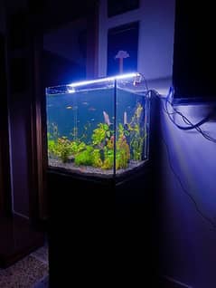 Aquascaping