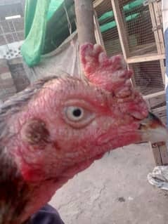 pair aseel hen for sale jis na Lana ho wo WhatsApp per rabta Kara